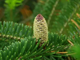 p9-jodla-frasera-abies