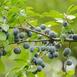 p11-sliwa-tarnina-prunus-spinosa