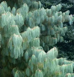 p9-sosna-armanda-pinus-armandii