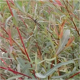 p11-wierzba-purpurowa-salix-purpurea-sadzonka-25-35-cm