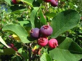 p11-swidosliwa-kanadyjska-amelanchier-canadensis