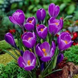 krokus-wiosenny-remembrance-5-szt-cebulki-cebule-kwiaty-fioletowy