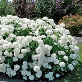 gk-hortensja-krzewiasta-anabelle-duze-biale-kwiaty-hydrangea-arborescens