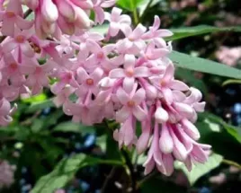 p11-lilak-pospolity-syringa-vulgaris-rozowo-fioletowy-krzew