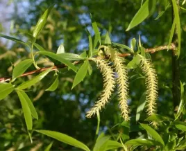 p11-wierzba-krucha-salix-fragillis-miododajna