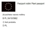 c2-perukowiec-royal-purple-roslina-w-postaci-sadzonka-w-pojemniku-2-3l