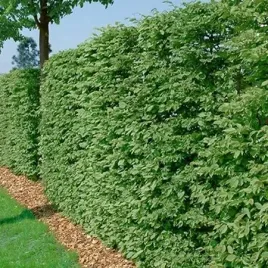 p11-buk-pospolity-fagus-sylvatica-krzewy24