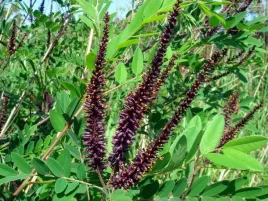 p11-amorfa-indygowiec-miododajna