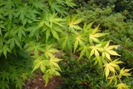 p9-klon-palmowy-acer-palmatium