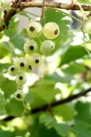 c5-porzeczka-biala-niveum-30-cm-witaminy