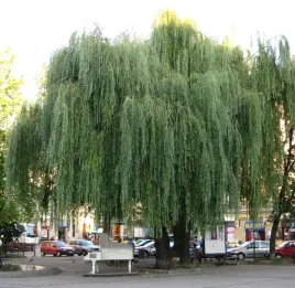 c2-wierzba-biala-placzaca-120-150-cm-salix-alba