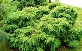 p9-choina-kanadyjska-tsuga-canadensis-jeddeloh