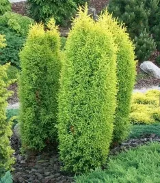 p9-jalowiec-gold-cone-stozkowy-zloty-krzew