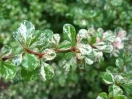 p9-berberys-thunberga-kelleris-10-20-cm-piekny-krzew-na-zywoplot-miododajny