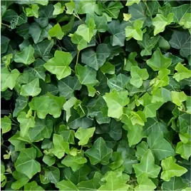 m-bluszcz-hedera-helix-zimozielony-krzewy24-sadzonka