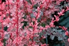 p9-berberys-thunberga-rose-glow-10-20-cm-piekne-rozowe-liscie-miododajny