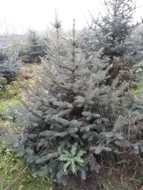 zywa-choinka-swierk-srebrny-120-140-cm-picea-pungens