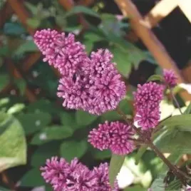 p11-lilak-syringa-josikaea-josiki
