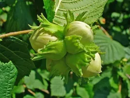 p11-leszczyna-pospolita-orzech-laskowy-50-cm