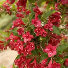 gk-krzewuszka-cudowna-weigela-red-prince-obficie-kwitnaca-czerwone-kwiaty