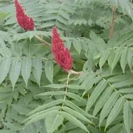c2-sumak-octowiec-rhus-typhina-80-120-cm
