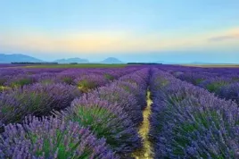 m-lawenda-hidcote-odstrasza-komary-miododajna