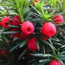 p9-cis-pospolity-taxus-baccata-zywoplot-10-20-cm