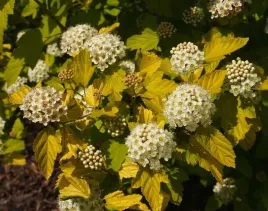 c15-pecherznica-kalinolistna-luteus-130-150-cm-pchysocarpus-opulifolius