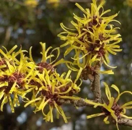 p11-oczar-wirginijski-kwitnie-zima-hamamelis