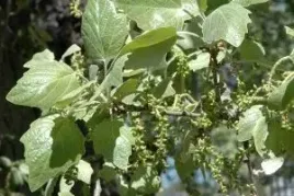 c2-topola-biala-populus-alba-130-150-cm-szybko-rosnace-drzewo