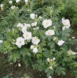 c2-roza-pomarszczona-biala-rosa-rugosa-alba-miododajna-20-40-cm