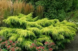 p9-jalowiec-gold-star-krzewy24