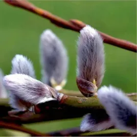 gk-wierzba-erdingera-salix-edringerii-50-100-cm-wiosenne-bazie