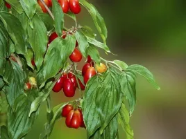 p9-deren-wlasciwy-jadalny-cornus-mas