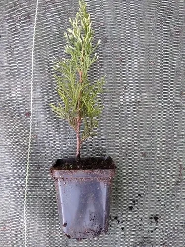 p9-thuja-tuja-szmaragd-light-10-20-cm-rodzaj-rosliny-inny