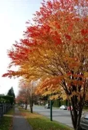 p9-grujecznik-japonski-cercidiphyllum-japonicum-ciasteczkowe-drzewo-piernik