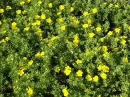 gk-pieciornik-krzewiasty-potentilla-fruticosa-goldfinger-zloto-w-ogrodzie