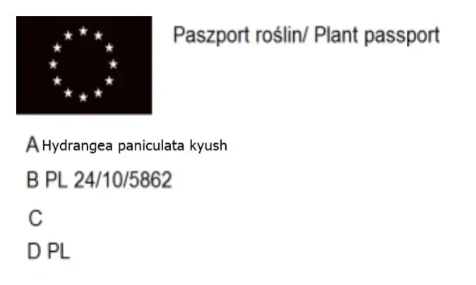 c2-hortensja-bukietowa-bobo-rodzaj-rosliny-inny
