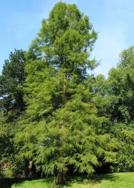 p11-cyprysnik-blotny-taxodium-distichum