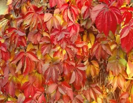 p9-winobluszcz-pieciolistkowy-parthenocissus-quinguefolia-40-60-cm-pnacze