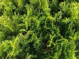 p9-thuja-kornik-zielona-sciana-prywatnosci-szybki-wzrost-super-zywoplot-20c