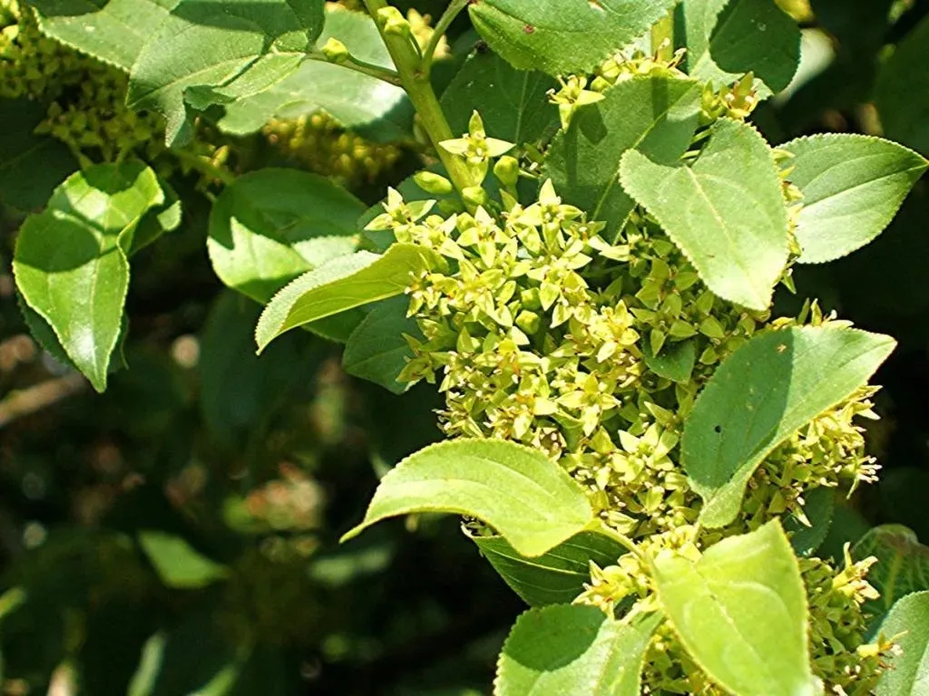 c2-szaklak-pospolity-rhamnus-hurt