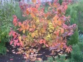 p11-tawula-japonska-macrophylla