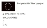 p11-tawula-japonska-macrophylla-rodzaj-rosliny-inny