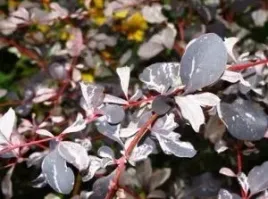p9-berberys-thunberga-silver-miles-10-20-cm-piekne-liscie-miododajny