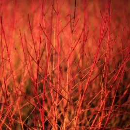 c2-deren-swidwa-any-s-winter-orange