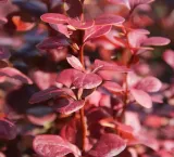 p9-kolumnowy-berberys-red-pillar