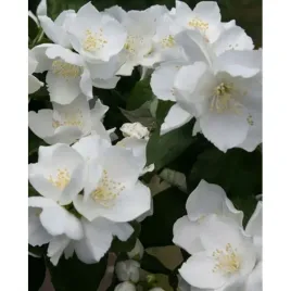 gk-jasmin-jasminowiec-bialy-karzel-miniaturowy-unikat-do-twojego-ogrodu