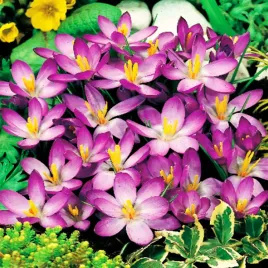 krokus-wiosenny-whitewell-purple-5szt-cebulki-cebule-fioletowo-bialy
