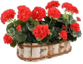 donica-doniczka-z-drewna-brzozowego-z-wkladem-wewnetrznym-naturalna-owalna